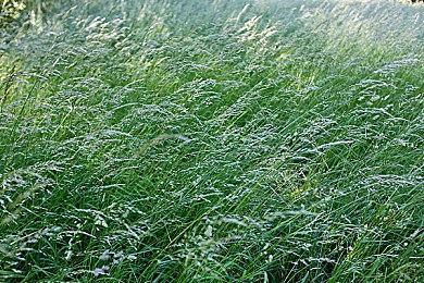 耳根清净！《逃离塔科夫》未来会调整下雨声音